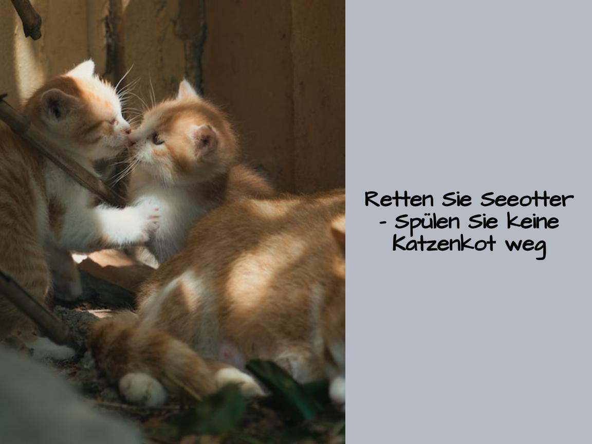 Retten Sie Seeotter – Spülen Sie keine Katzenkot weg