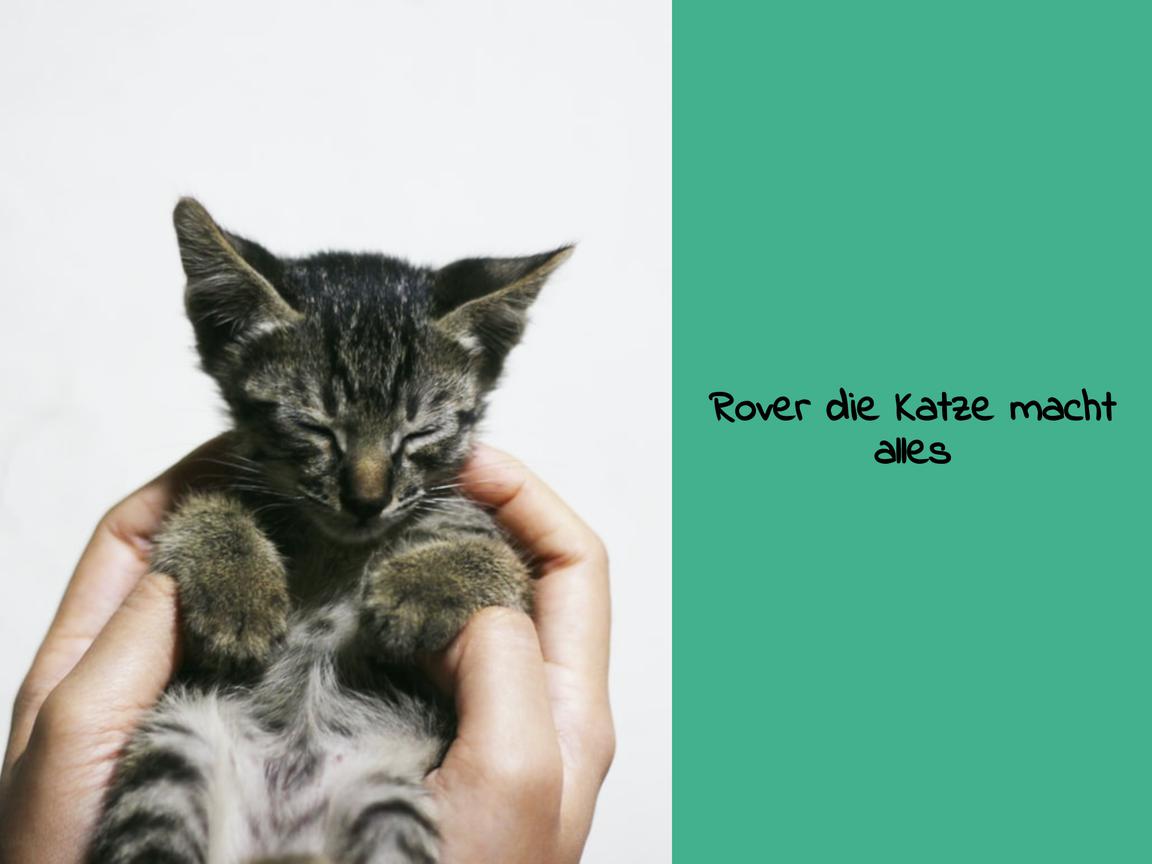 Rover die Katze macht alles