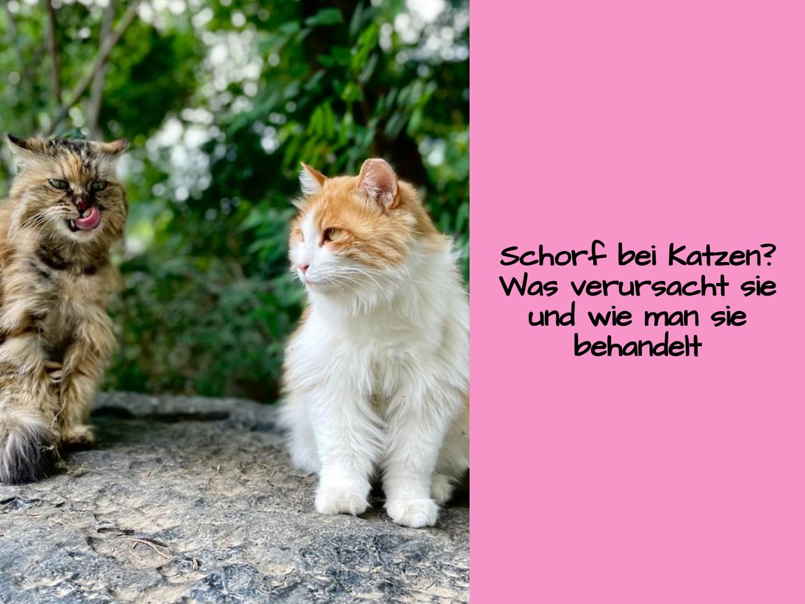 Schorf bei Katzen? Was verursacht sie und wie man sie behandelt