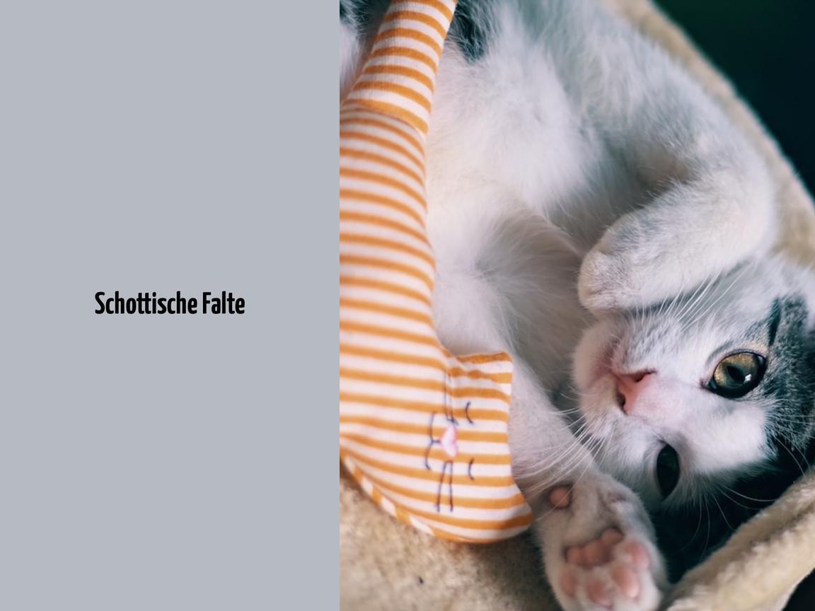 Schottische Falte