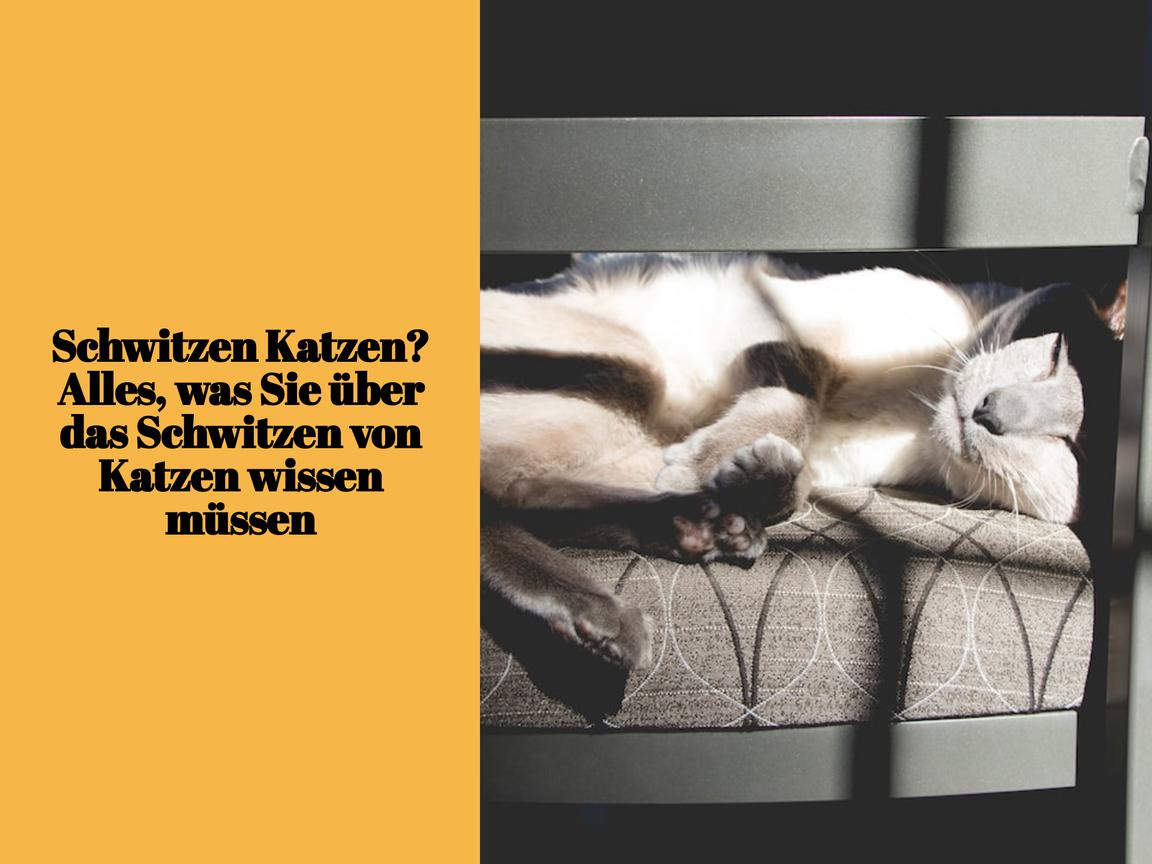 Schwitzen Katzen? Alles, was Sie über das Schwitzen von Katzen wissen müssen