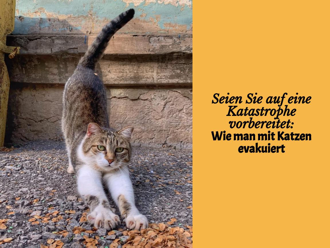 Seien Sie auf eine Katastrophe vorbereitet: Wie man mit Katzen evakuiert