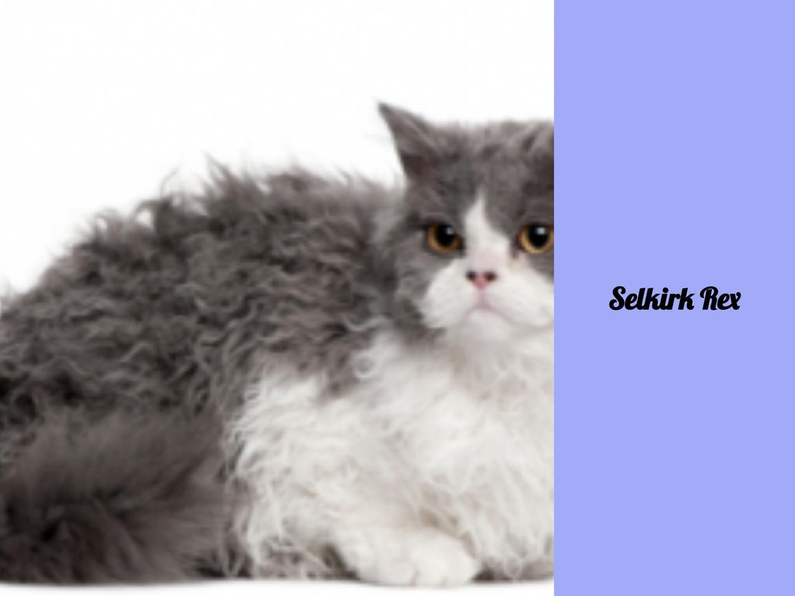 Selkirk Rex