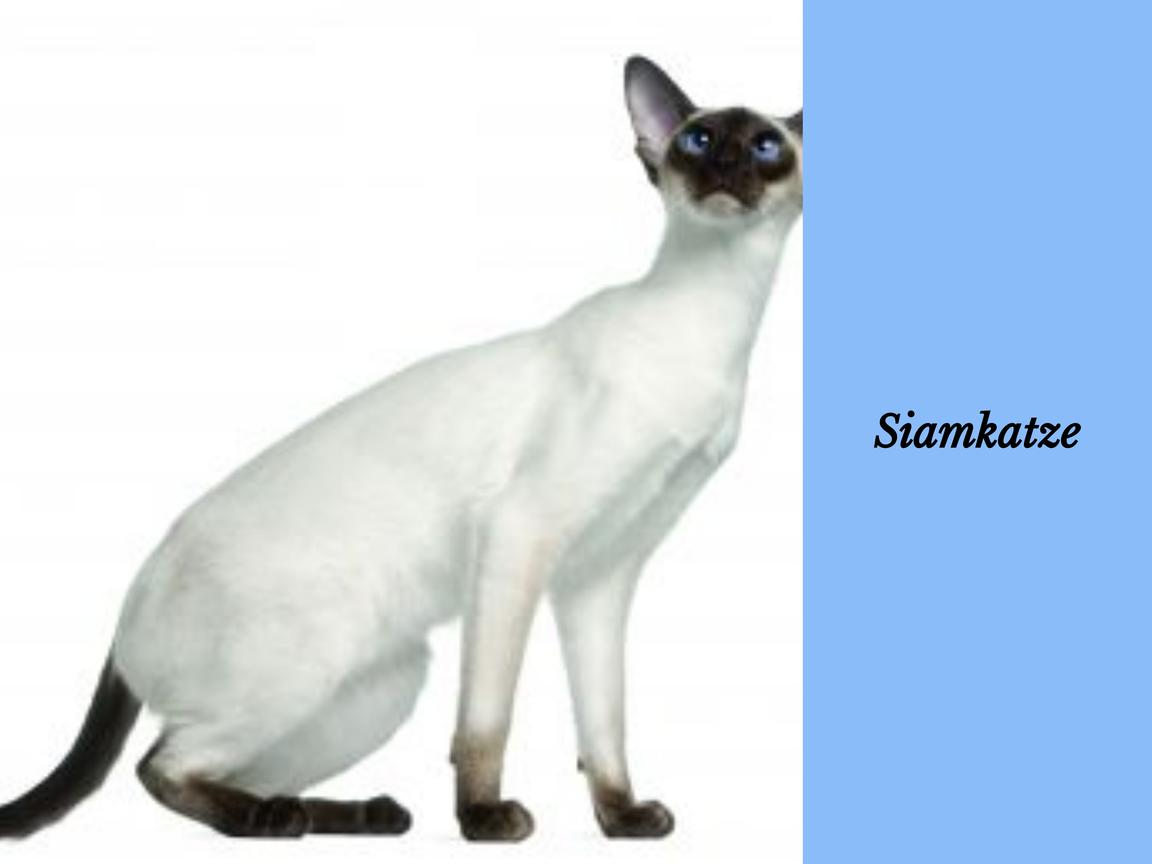 Siamkatze