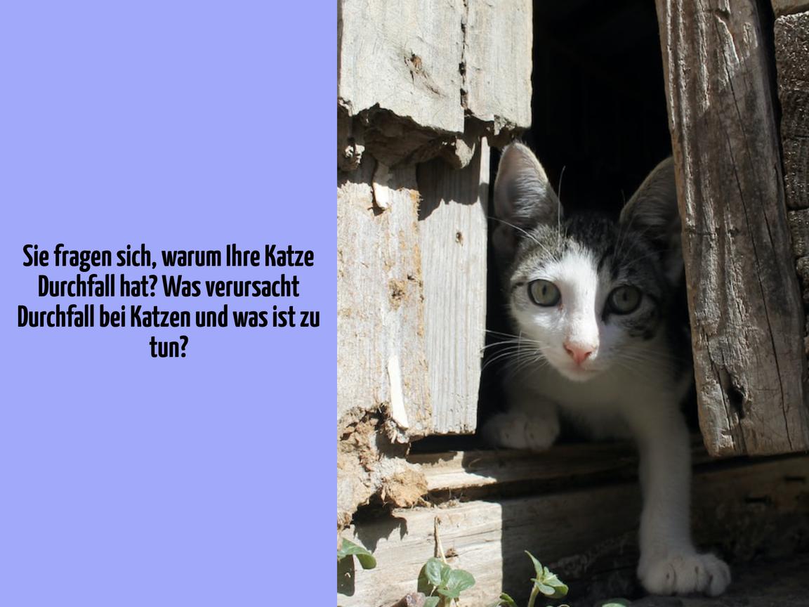 Sie fragen sich, warum Ihre Katze Durchfall hat? Was verursacht Durchfall bei Katzen und was ist zu tun?