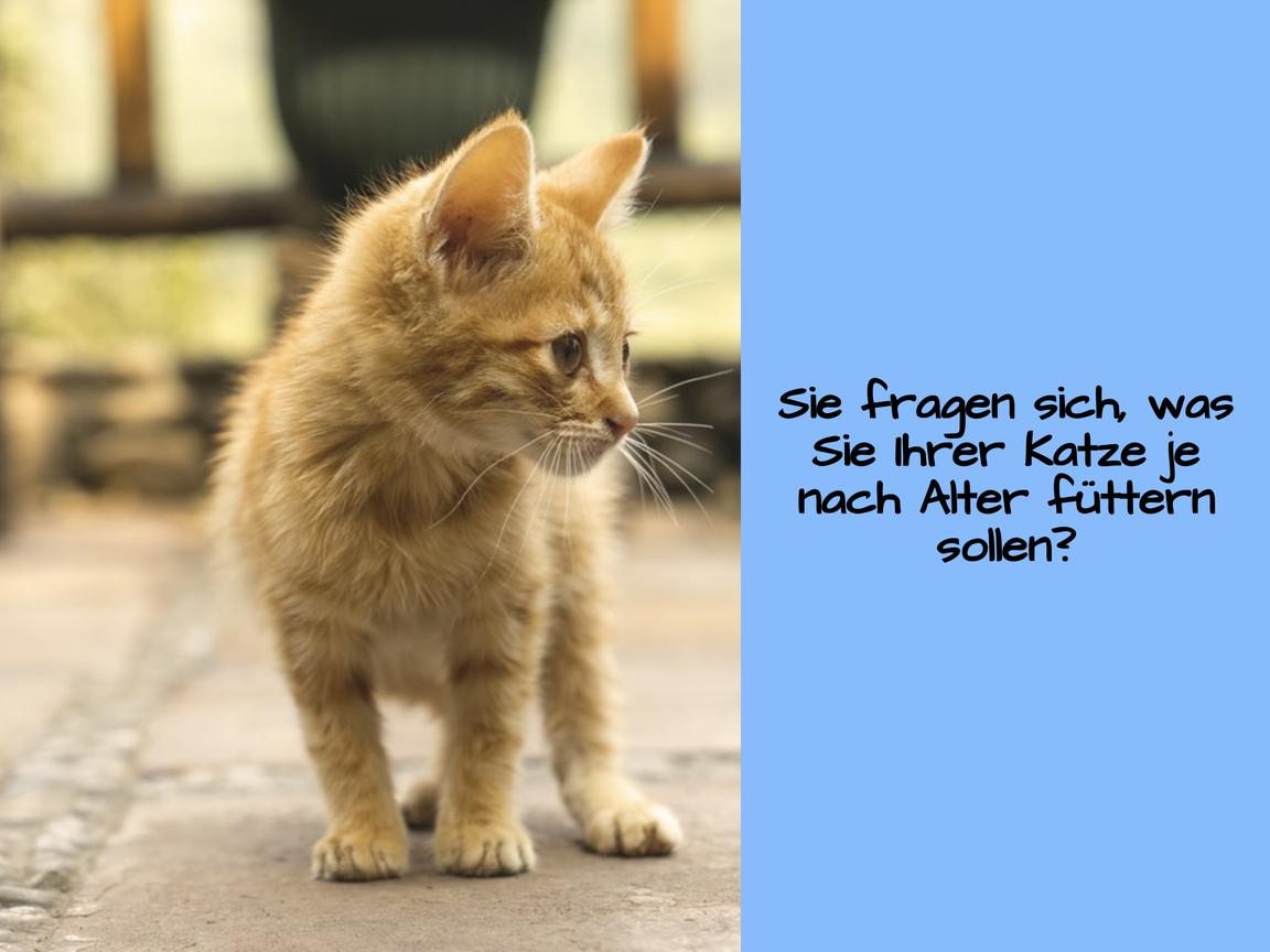 Sie fragen sich, was Sie Ihrer Katze je nach Alter füttern sollen?