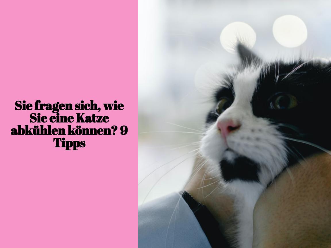 Sie fragen sich, wie Sie eine Katze abkühlen können? 9 Tipps