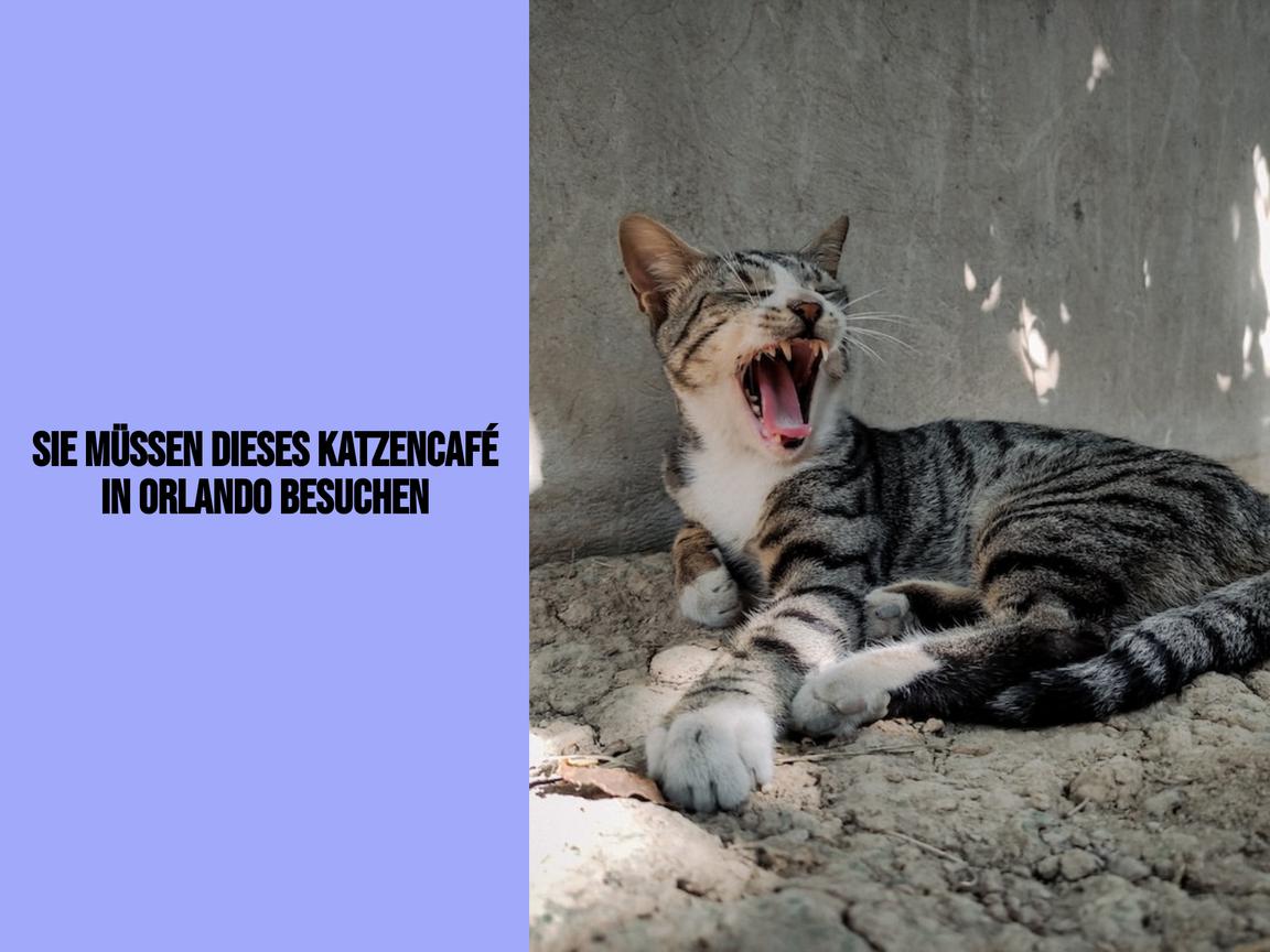 Sie müssen dieses Katzencafé in Orlando besuchen