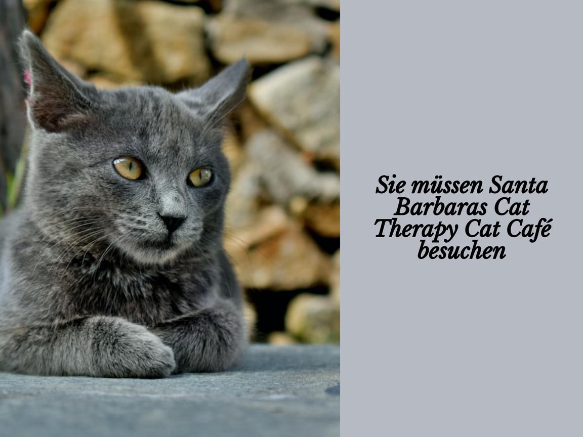 Sie müssen Santa Barbaras Cat Therapy Cat Café besuchen