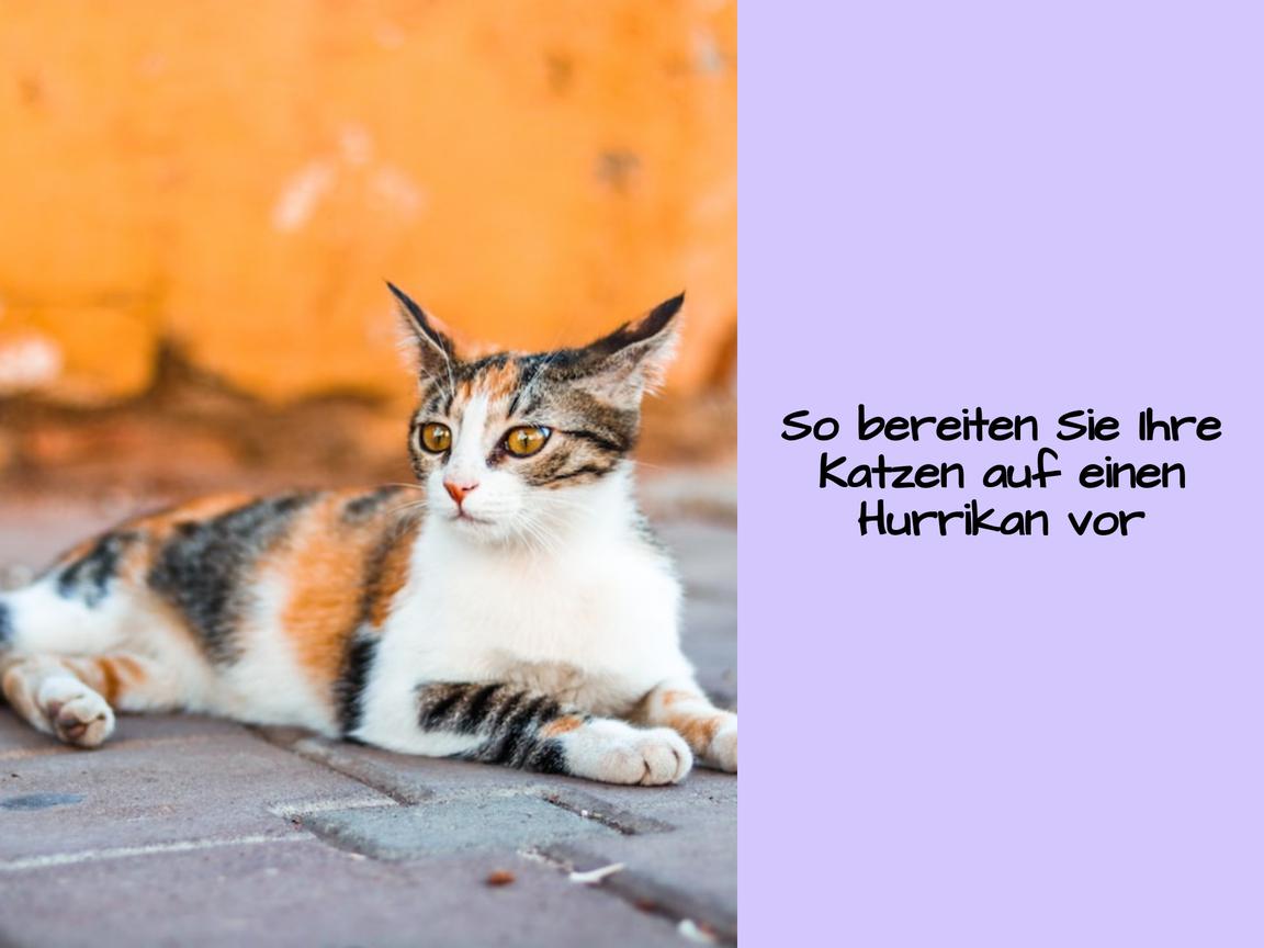 So bereiten Sie Ihre Katzen auf einen Hurrikan vor