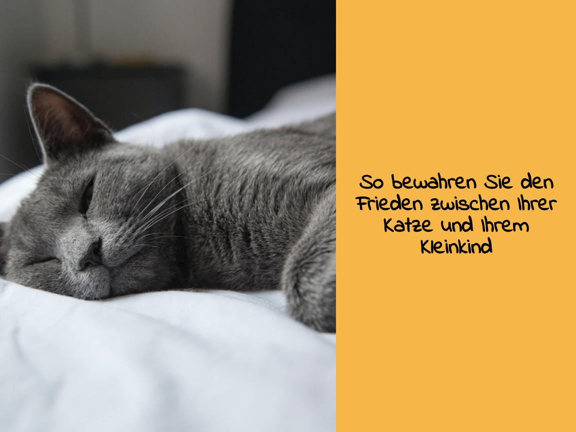 So bewahren Sie den Frieden zwischen Ihrer Katze und Ihrem Kleinkind