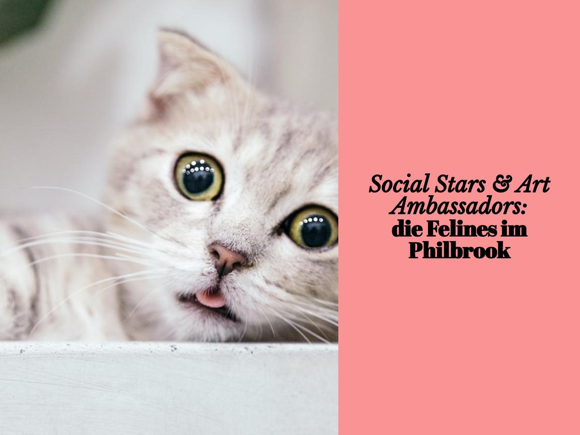 Social Stars & Art Ambassadors: die Felines im Philbrook