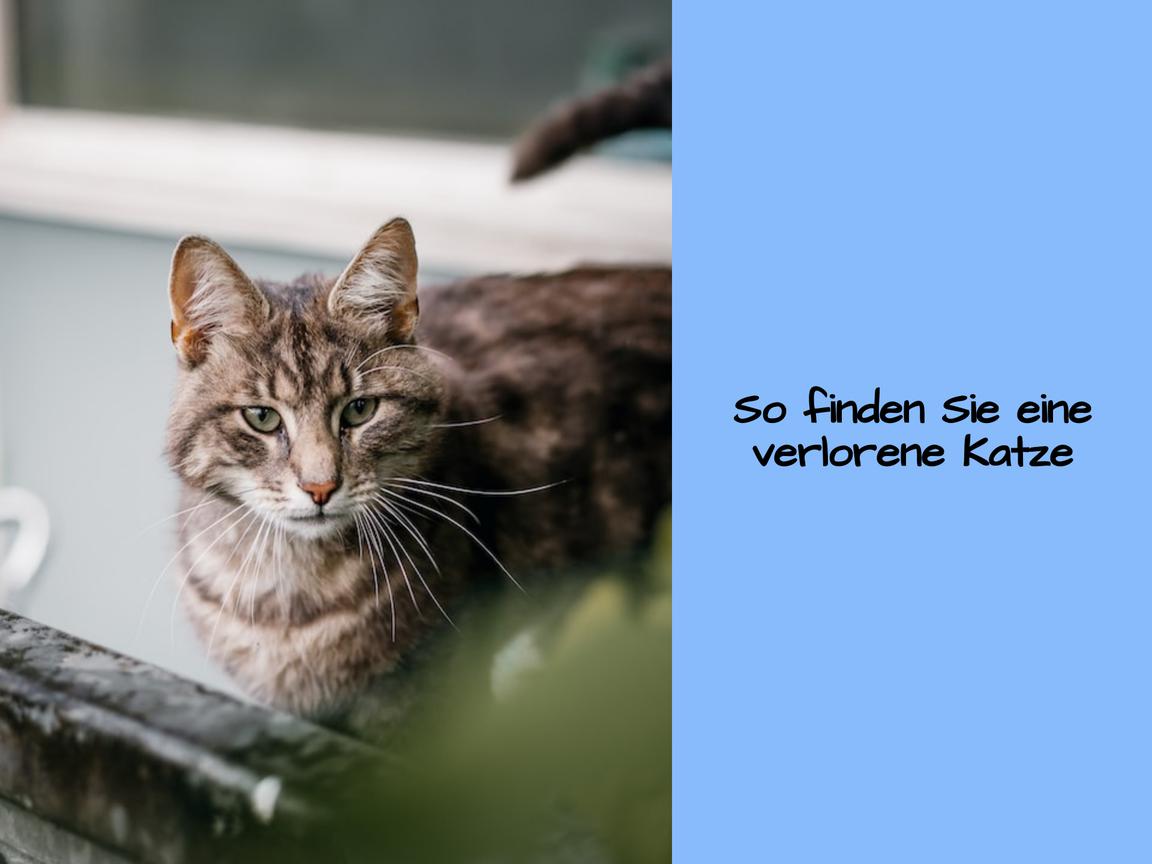 So finden Sie eine verlorene Katze