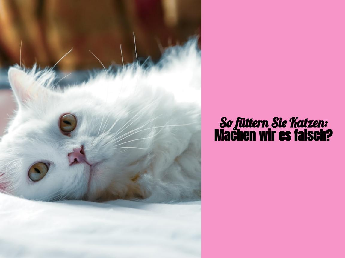 So füttern Sie Katzen: Machen wir es falsch?