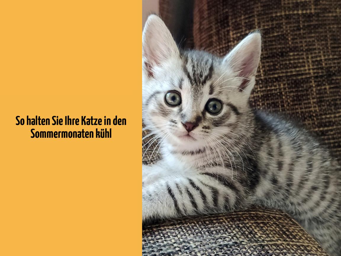 So halten Sie Ihre Katze in den Sommermonaten kühl