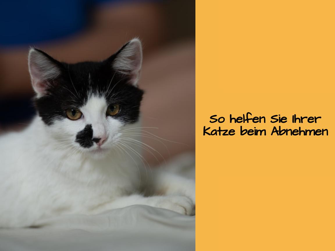 So helfen Sie Ihrer Katze beim Abnehmen