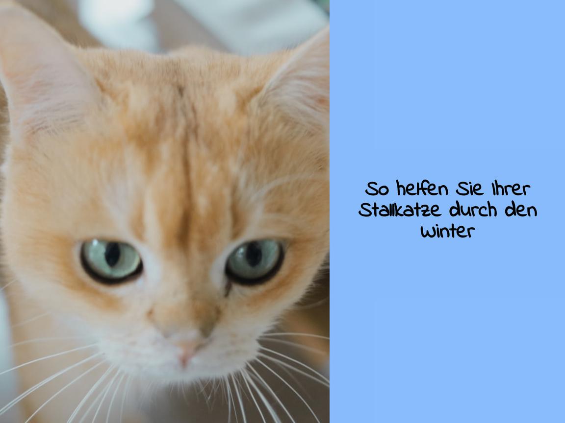 So helfen Sie Ihrer Stallkatze durch den Winter