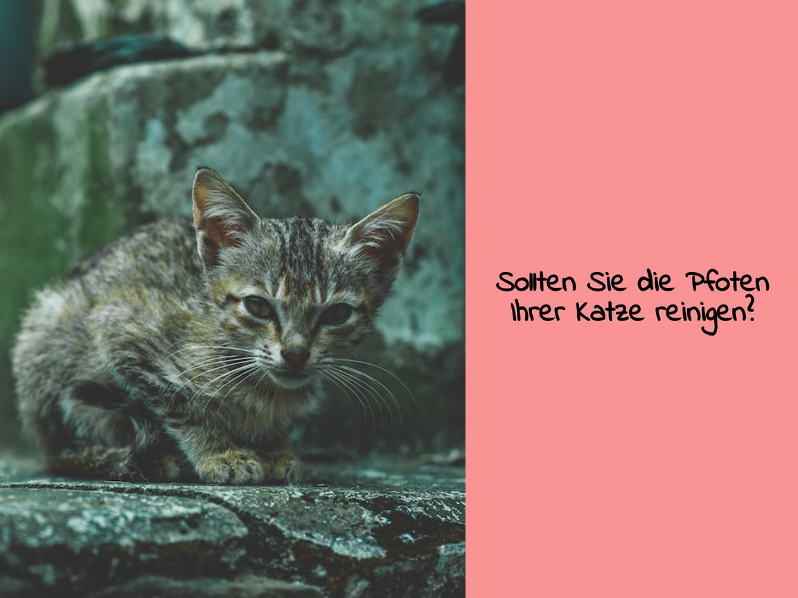 Sollten Sie die Pfoten Ihrer Katze reinigen?