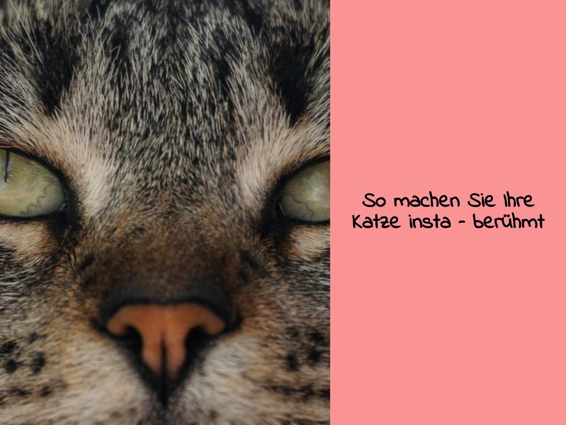 So machen Sie Ihre Katze insta – berühmt