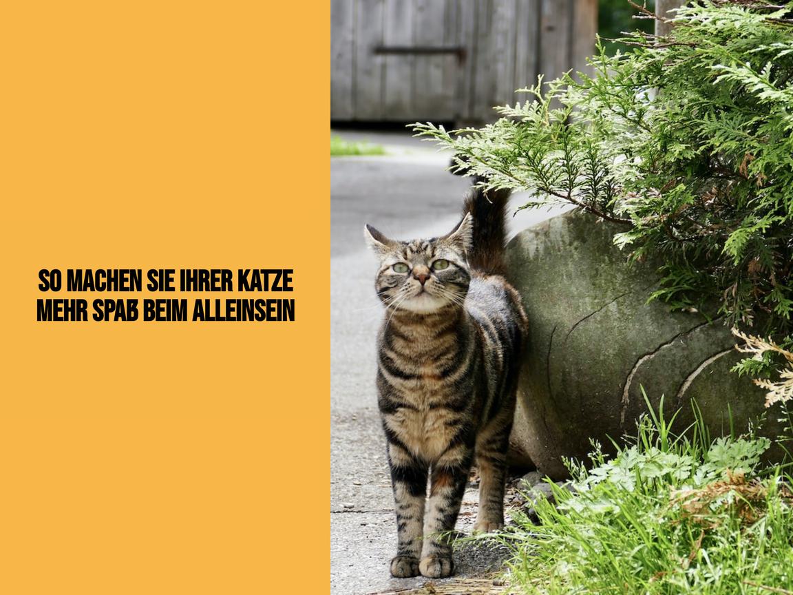 So machen Sie Ihrer Katze mehr Spaß beim Alleinsein