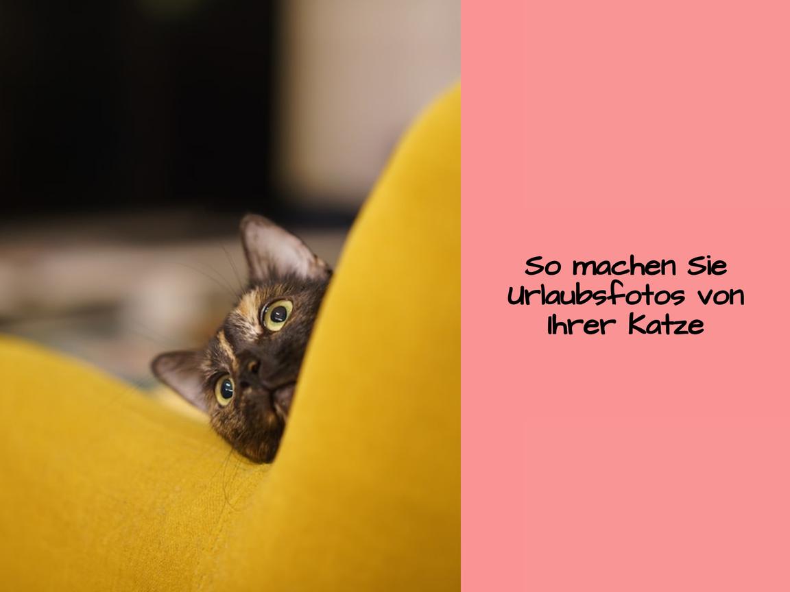 So machen Sie Urlaubsfotos von Ihrer Katze