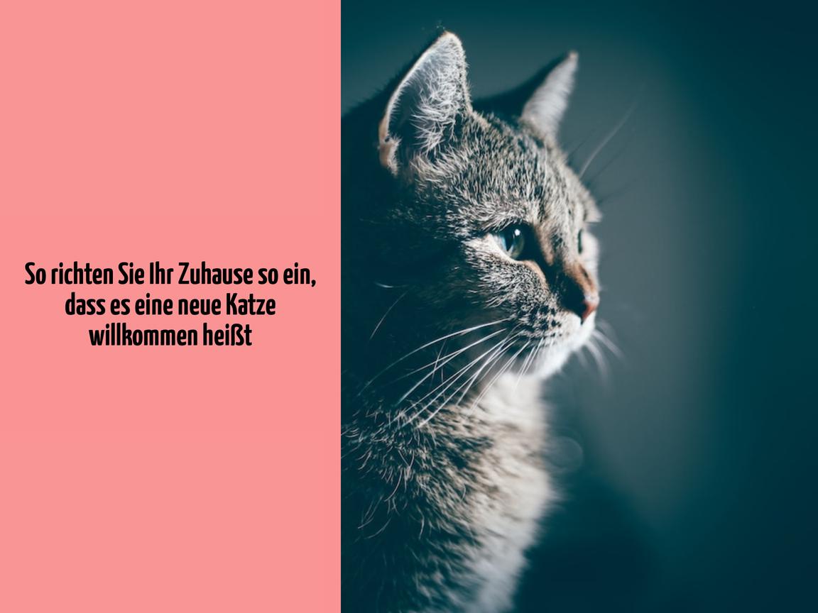 So richten Sie Ihr Zuhause so ein, dass es eine neue Katze willkommen heißt