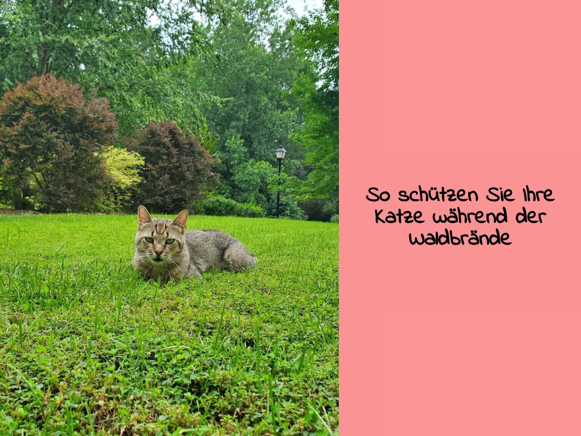 So schützen Sie Ihre Katze während der Waldbrände