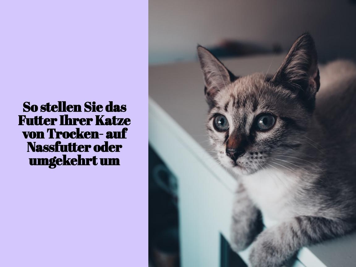 So stellen Sie das Futter Ihrer Katze von Trocken- auf Nassfutter oder umgekehrt um