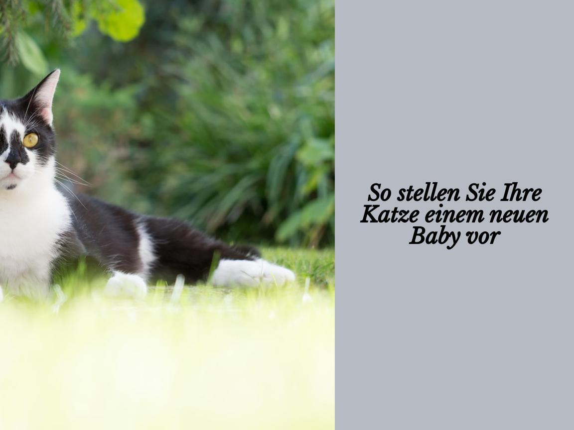 So stellen Sie Ihre Katze einem neuen Baby vor