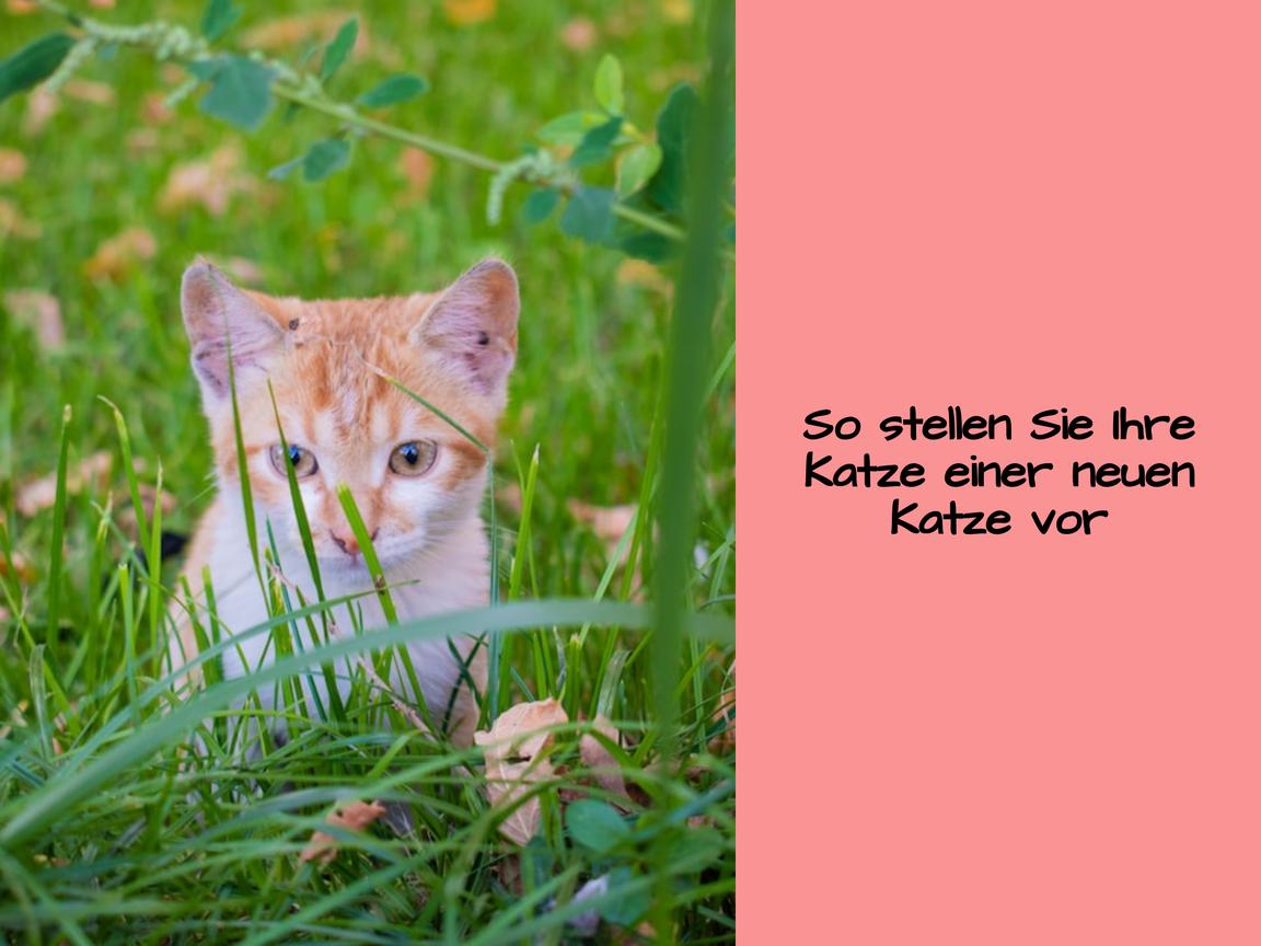 So stellen Sie Ihre Katze einer neuen Katze vor