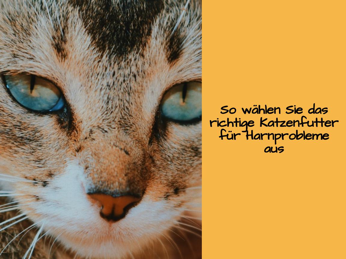 So wählen Sie das richtige Katzenfutter für Harnprobleme aus