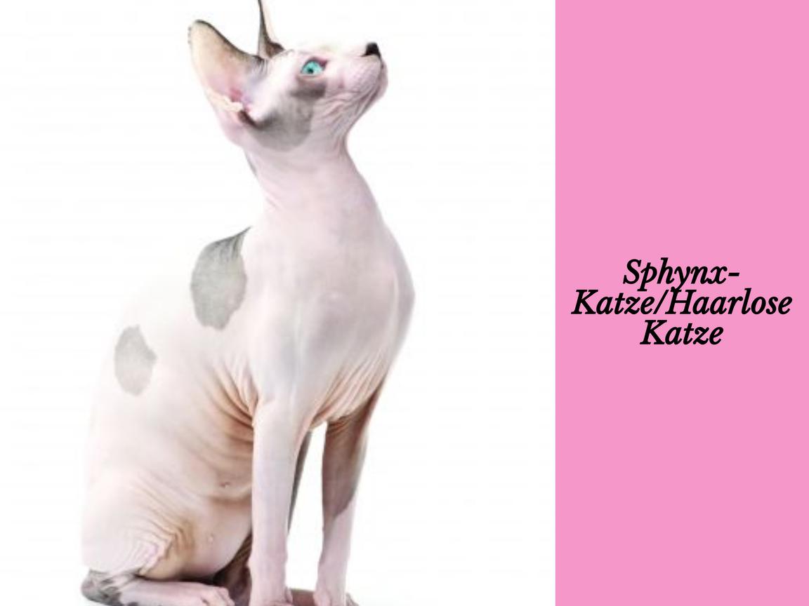 Sphynx-Katze/Haarlose Katze