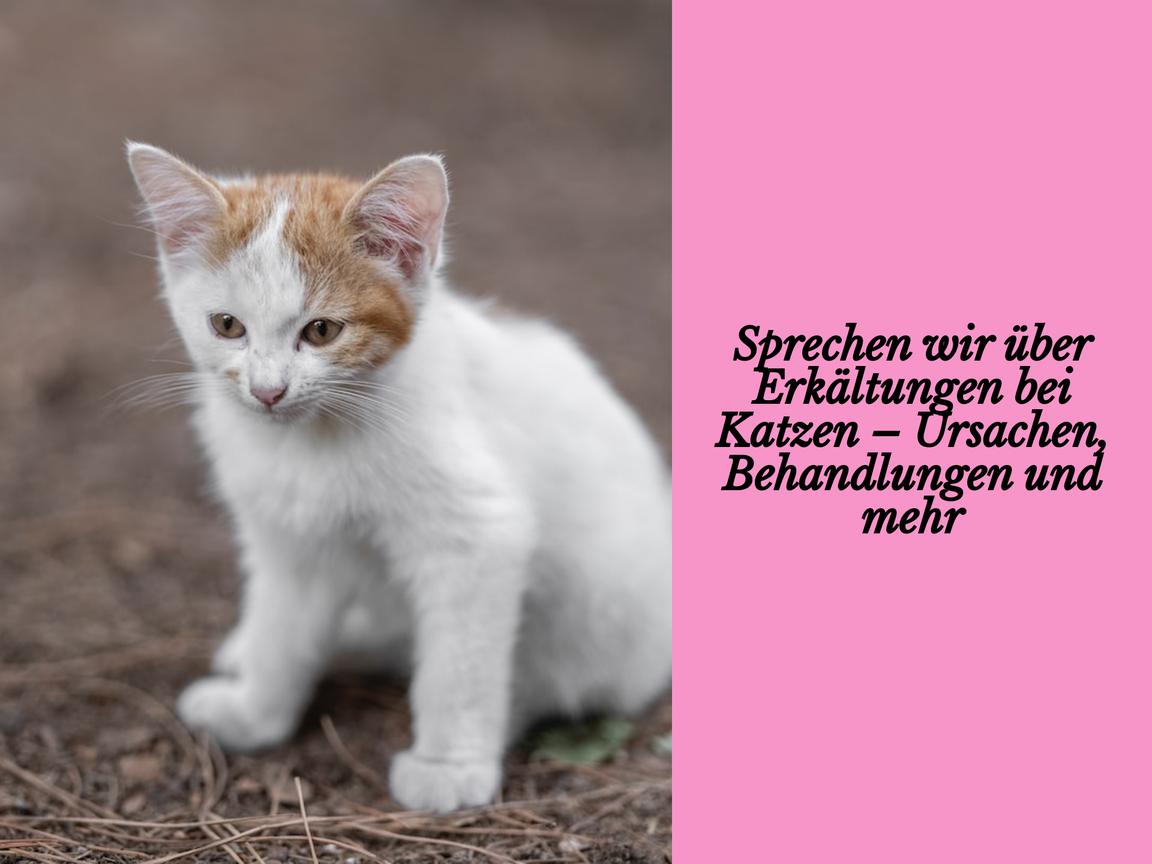 Sprechen wir über Erkältungen bei Katzen – Ursachen, Behandlungen und mehr