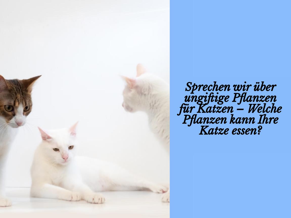 Sprechen wir über ungiftige Pflanzen für Katzen – Welche Pflanzen kann Ihre Katze essen?