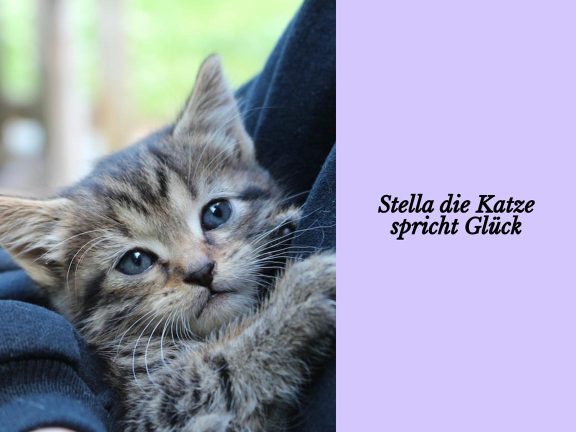 Stella die Katze spricht Glück