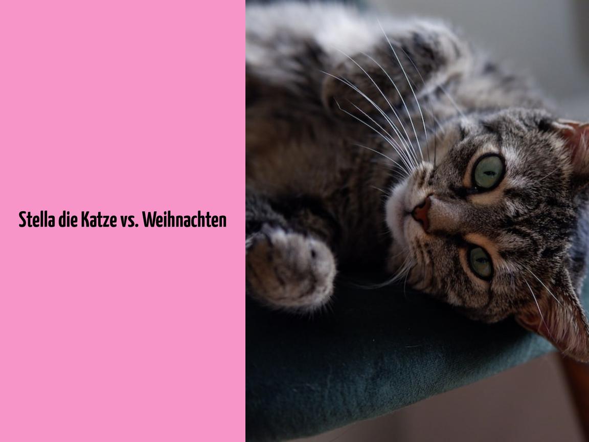 Stella die Katze vs. Weihnachten