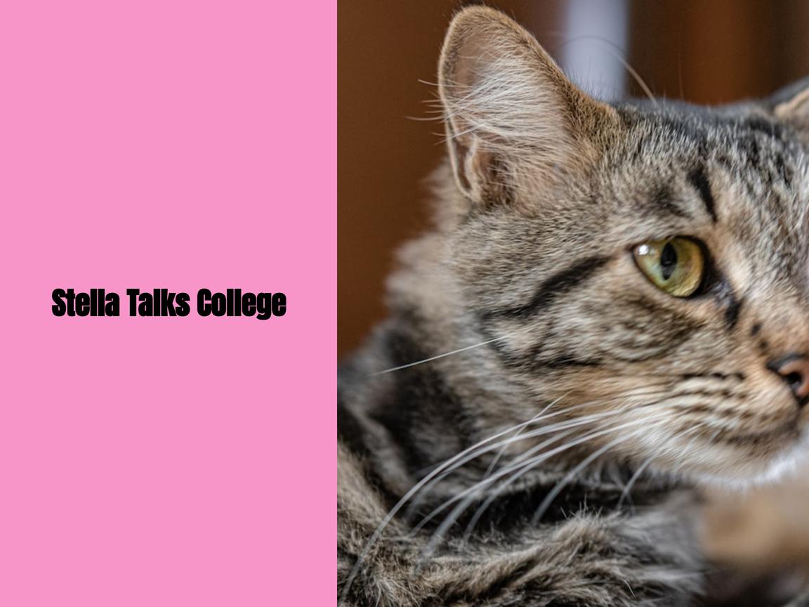 Stella Talks College