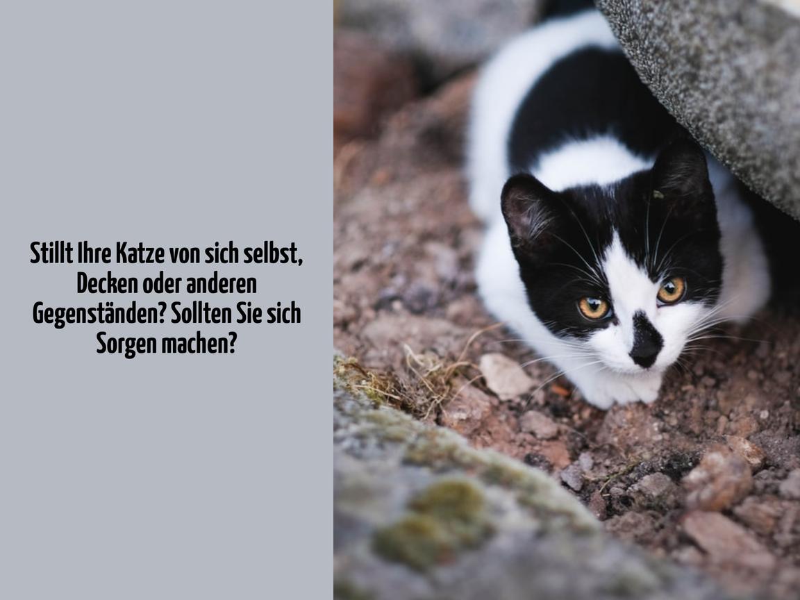 Stillt Ihre Katze von sich selbst, Decken oder anderen Gegenständen? Sollten Sie sich Sorgen machen?