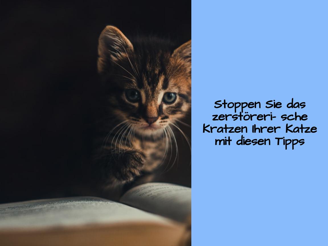 Stoppen Sie das zerstörerische Kratzen Ihrer Katze mit diesen Tipps