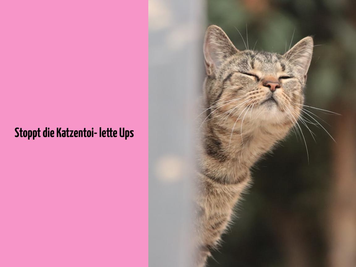 Stoppt die Katzentoilette Ups