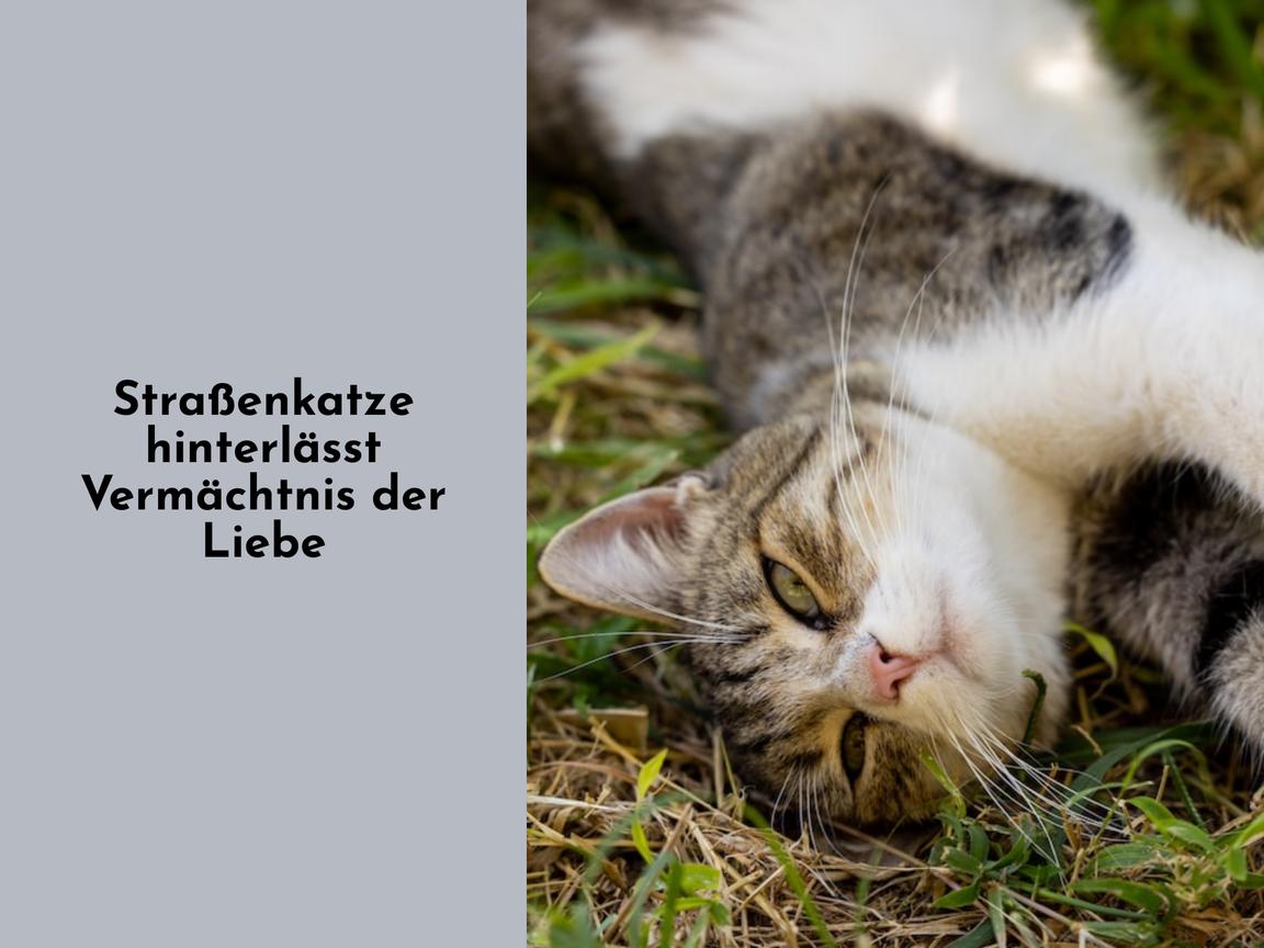 Straßenkatze hinterlässt Vermächtnis der Liebe