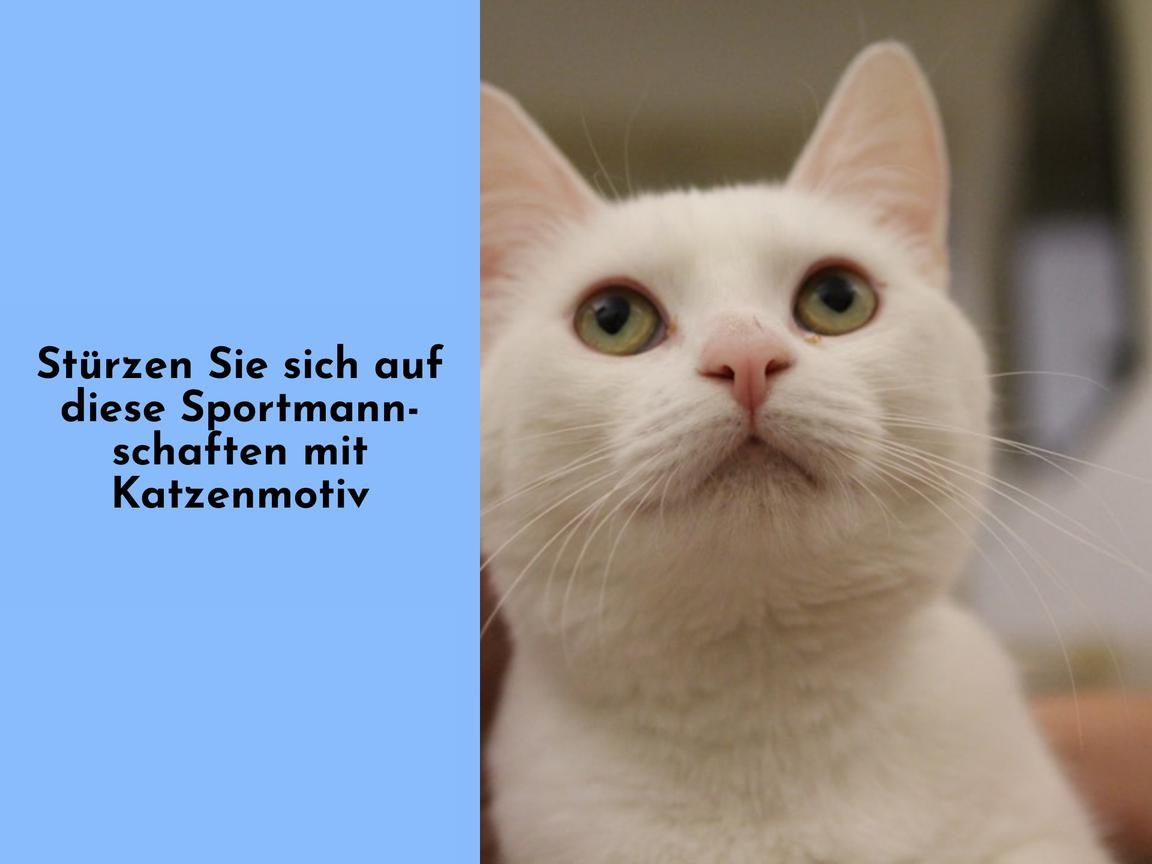 Stürzen Sie sich auf diese Sportmannschaften mit Katzenmotiv