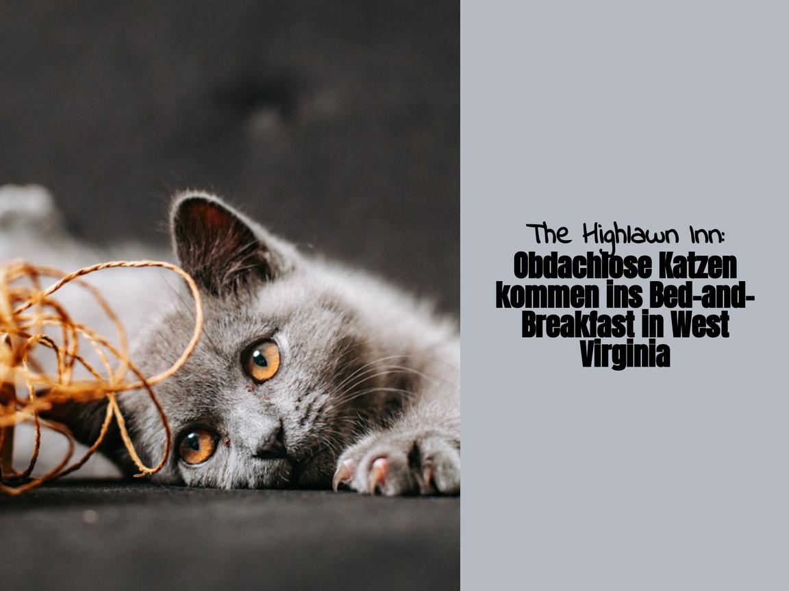 The Highlawn Inn: Obdachlose Katzen kommen ins Bed-and-Breakfast in West Virginia