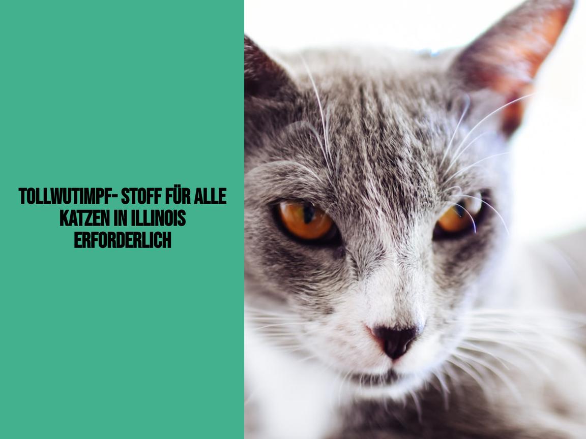 Tollwutimpfstoff für alle Katzen in Illinois erforderlich