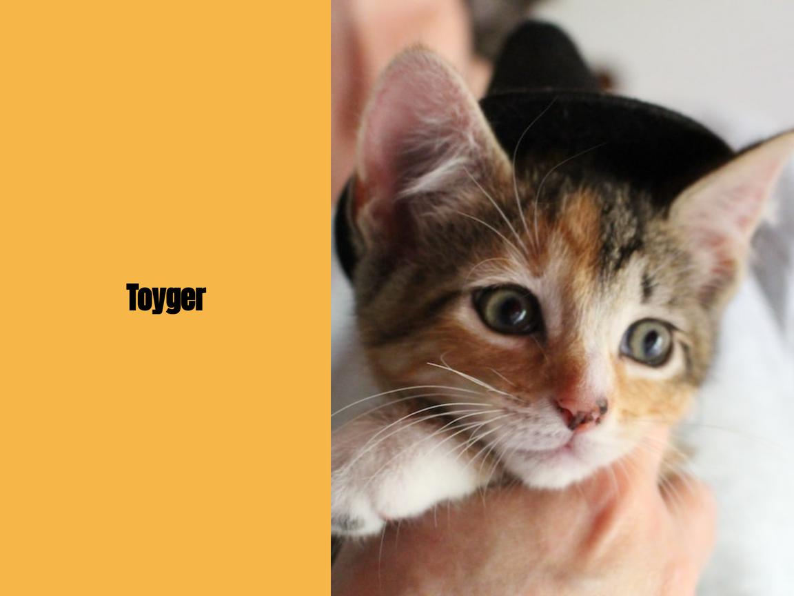 Toyger