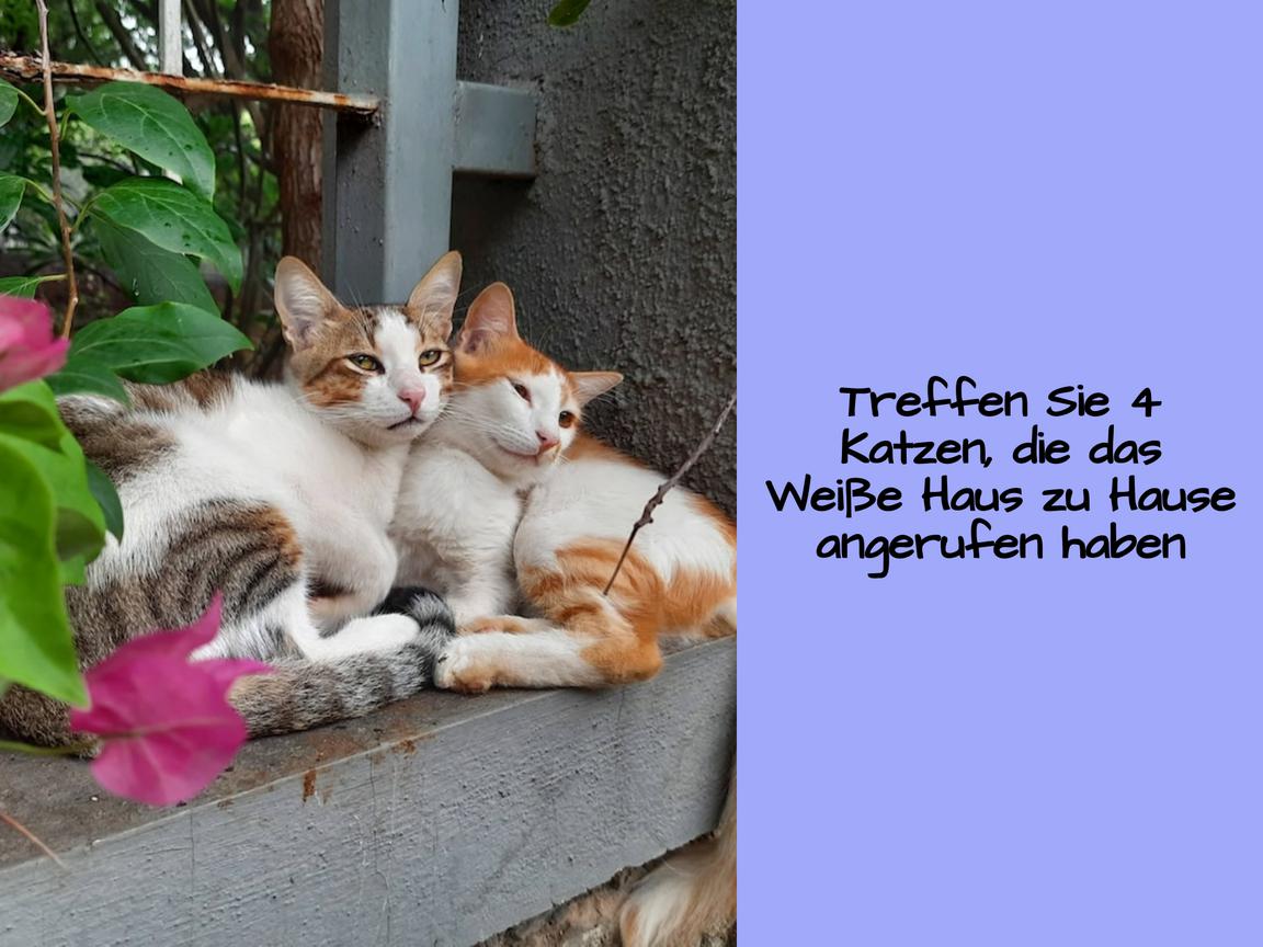 Treffen Sie 4 Katzen, die das Weiße Haus zu Hause angerufen haben