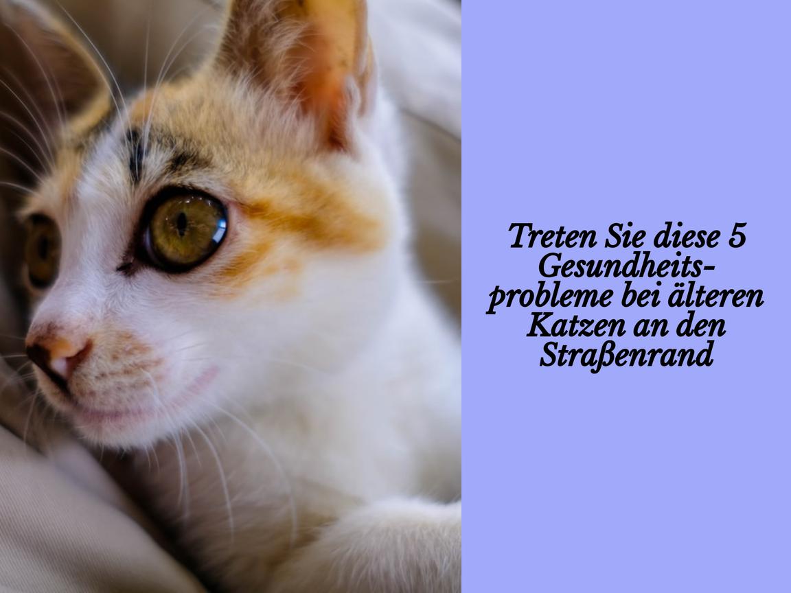 Treten Sie diese 5 Gesundheitsprobleme bei älteren Katzen an den Straßenrand