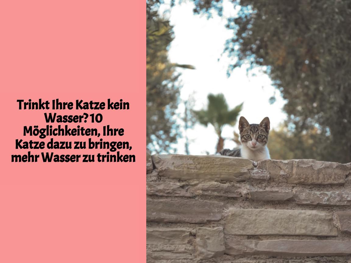 Trinkt Ihre Katze kein Wasser? 10 Möglichkeiten, Ihre Katze dazu zu bringen, mehr Wasser zu trinken