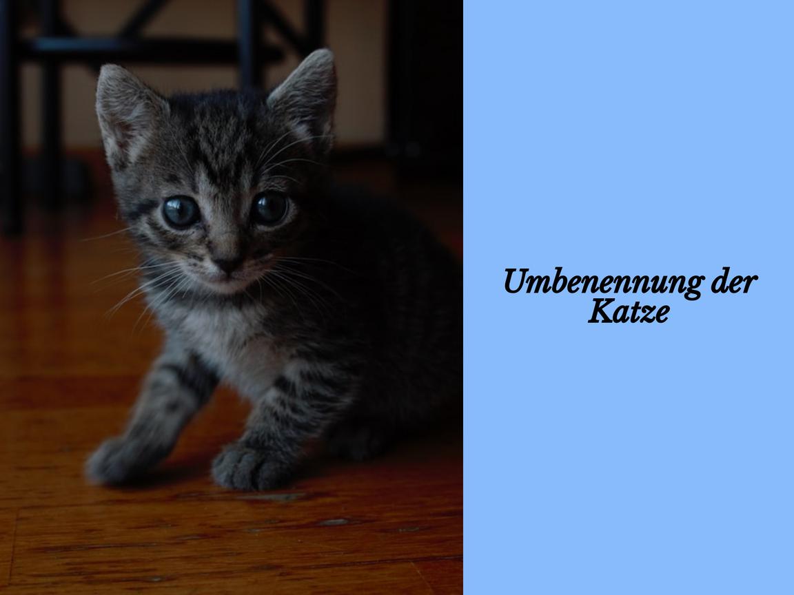 Umbenennung der Katze