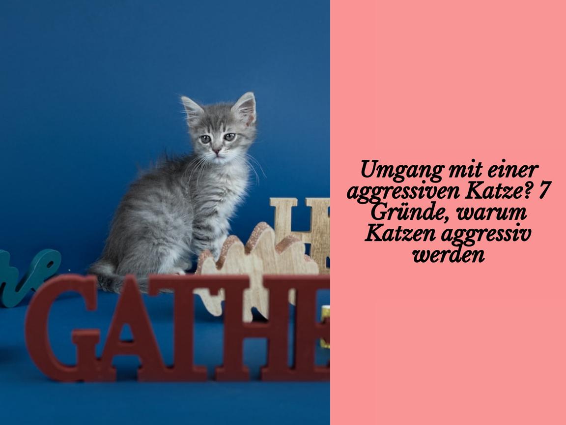 Umgang mit einer aggressiven Katze? 7 Gründe, warum Katzen aggressiv werden